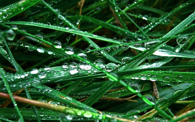 Dew drops on green grass