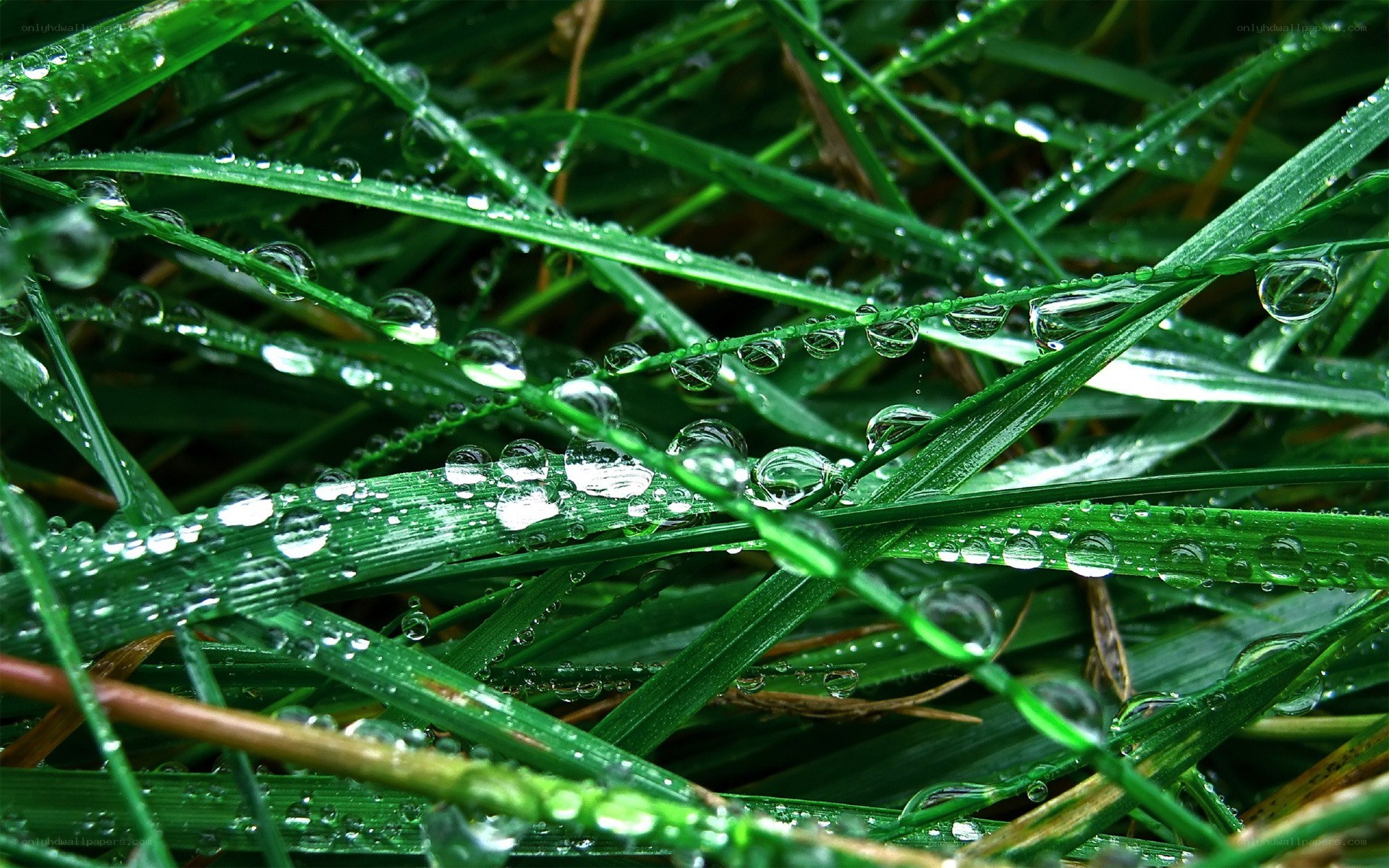Dew drops on green grass