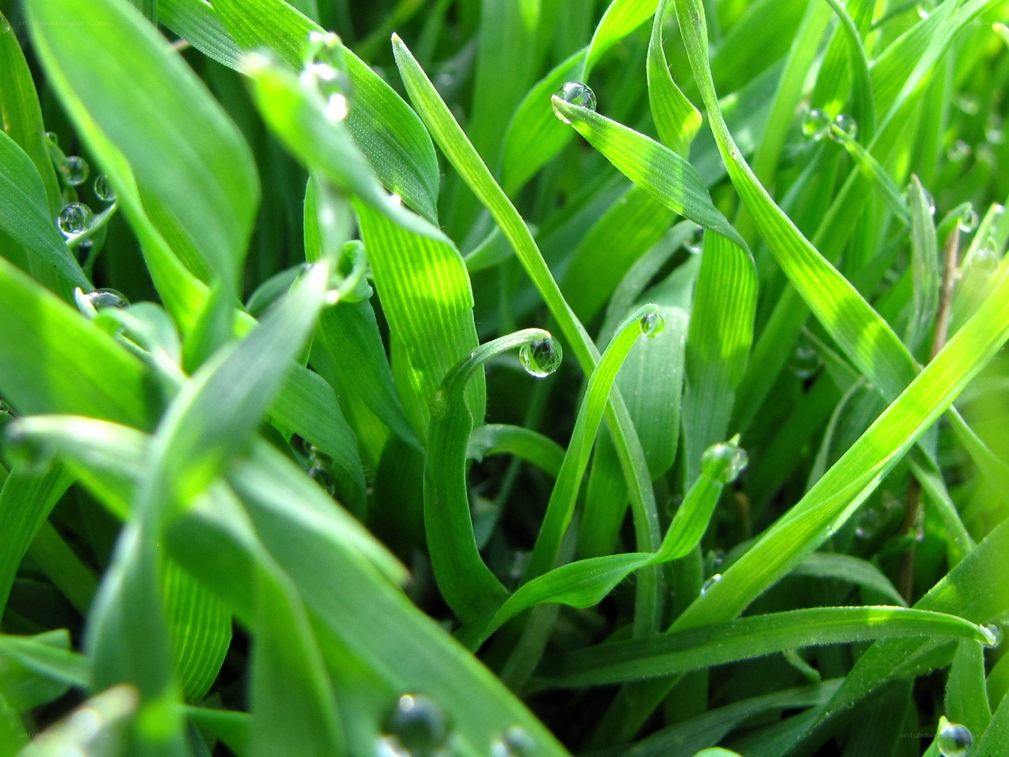 Dew drops on green grass