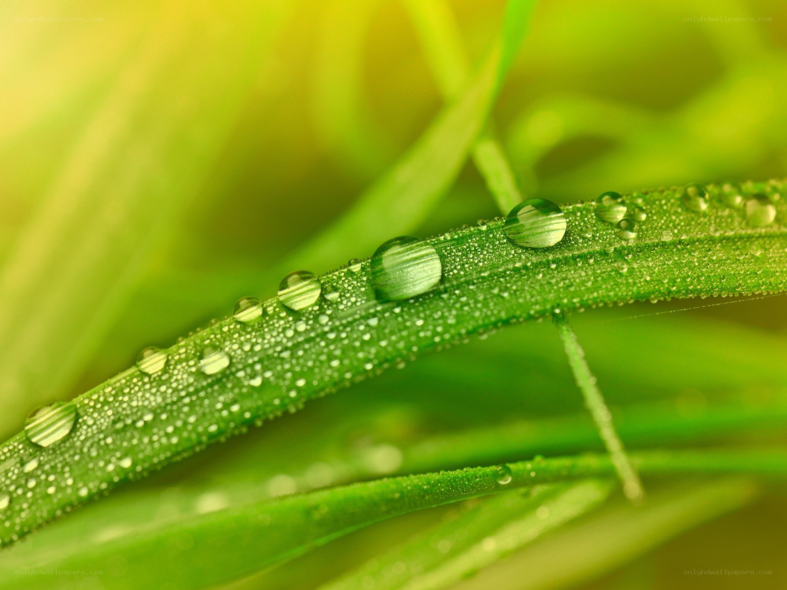 Dew drops on green grass