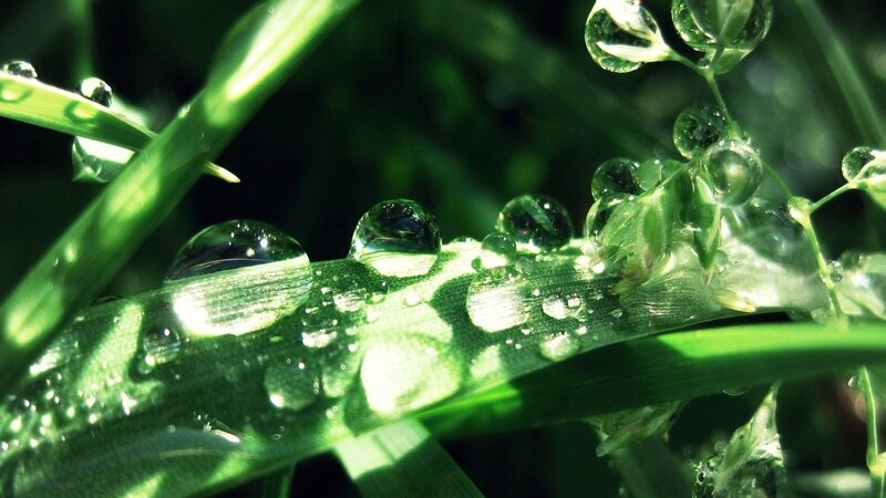 Dew drops on green grass