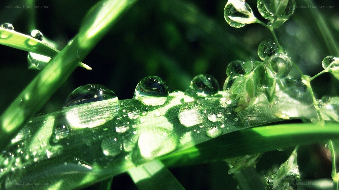 Dew drops on green grass
