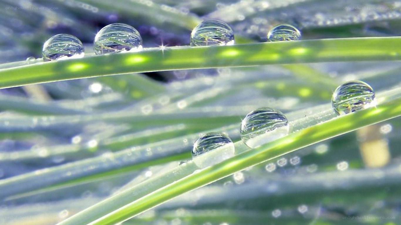 Dew drops on green grass
