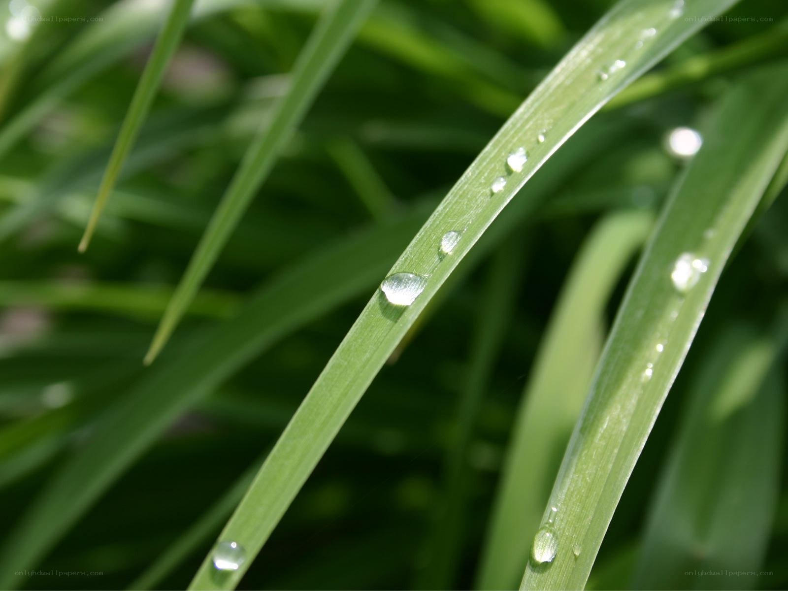 Dew drops on green grass