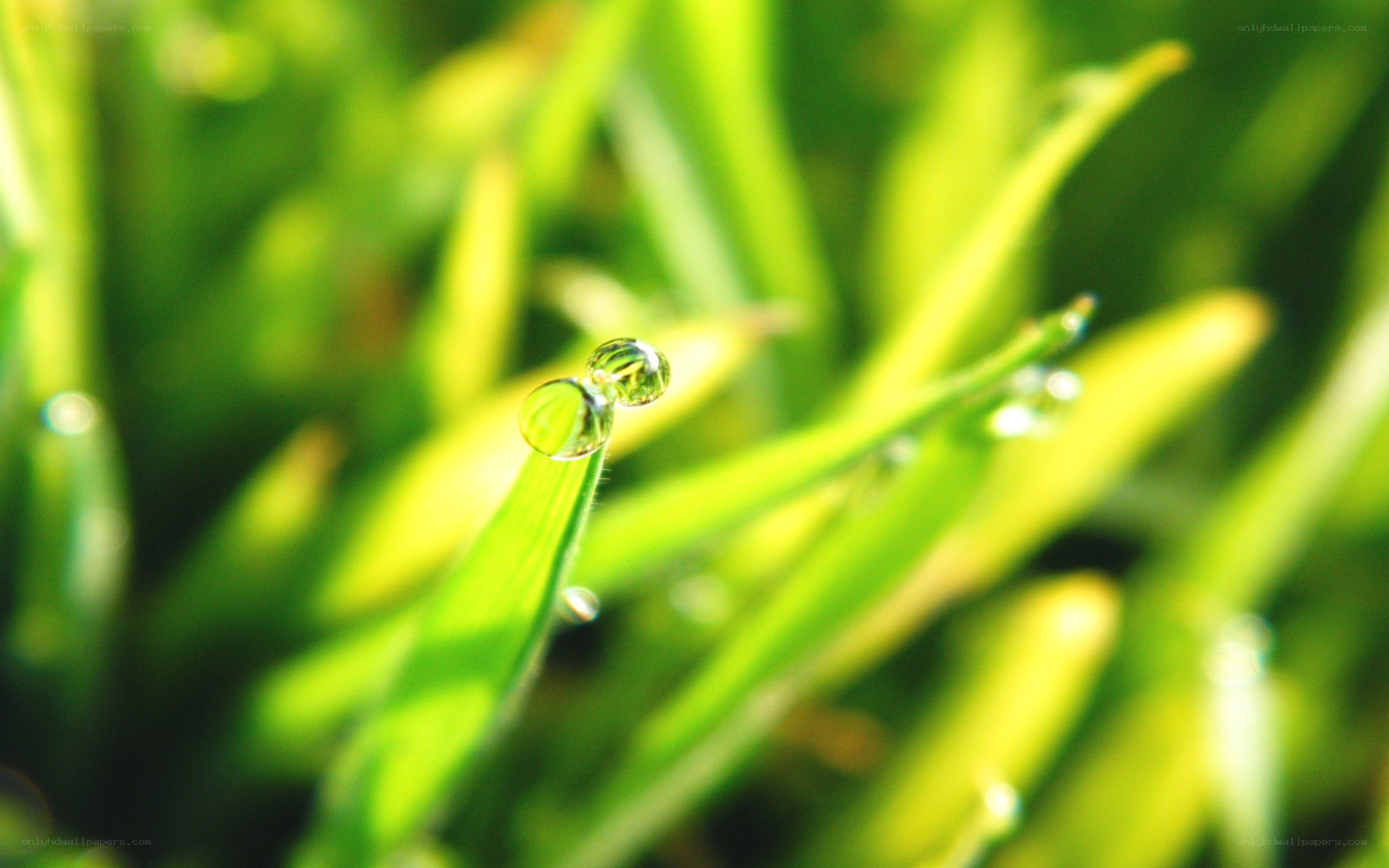 Dew drops on green grass
