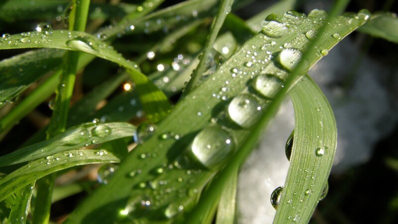 Dew drops on green grass