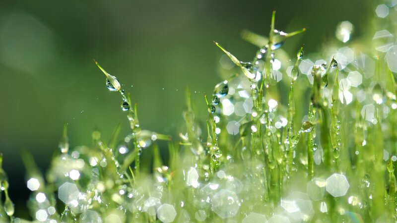 Dew drops on green grass