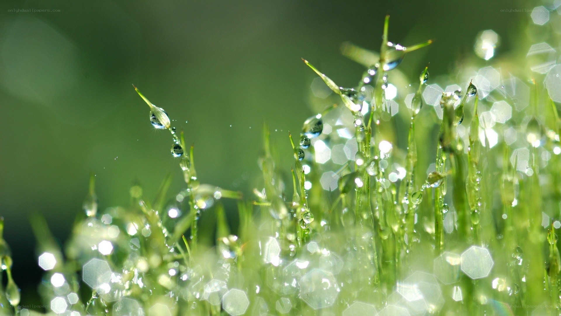 Dew drops on green grass