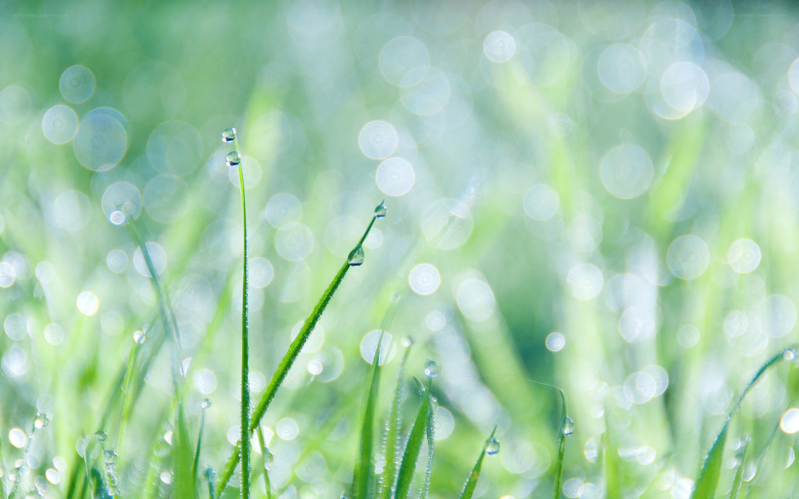 Dew drops on green grass