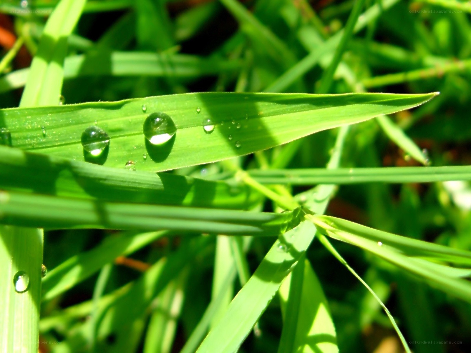 Dew drops on green grass