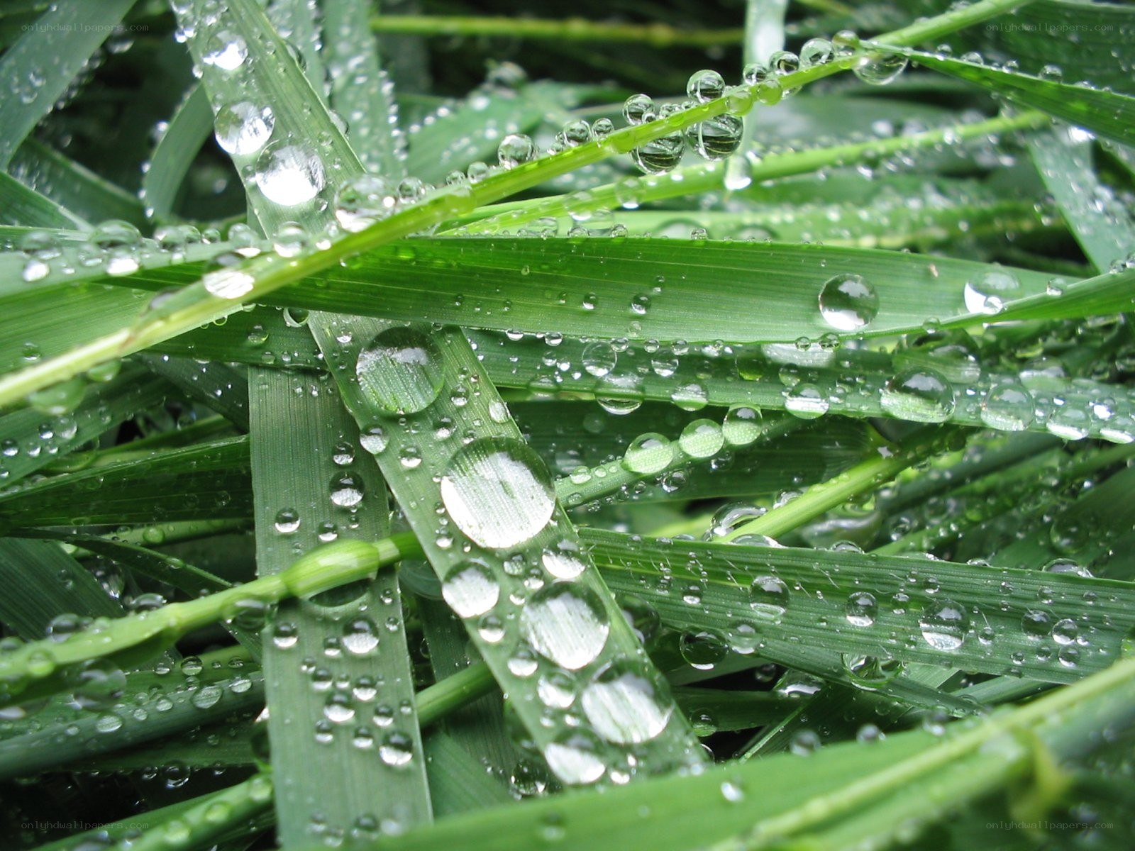 Dew drops on green grass