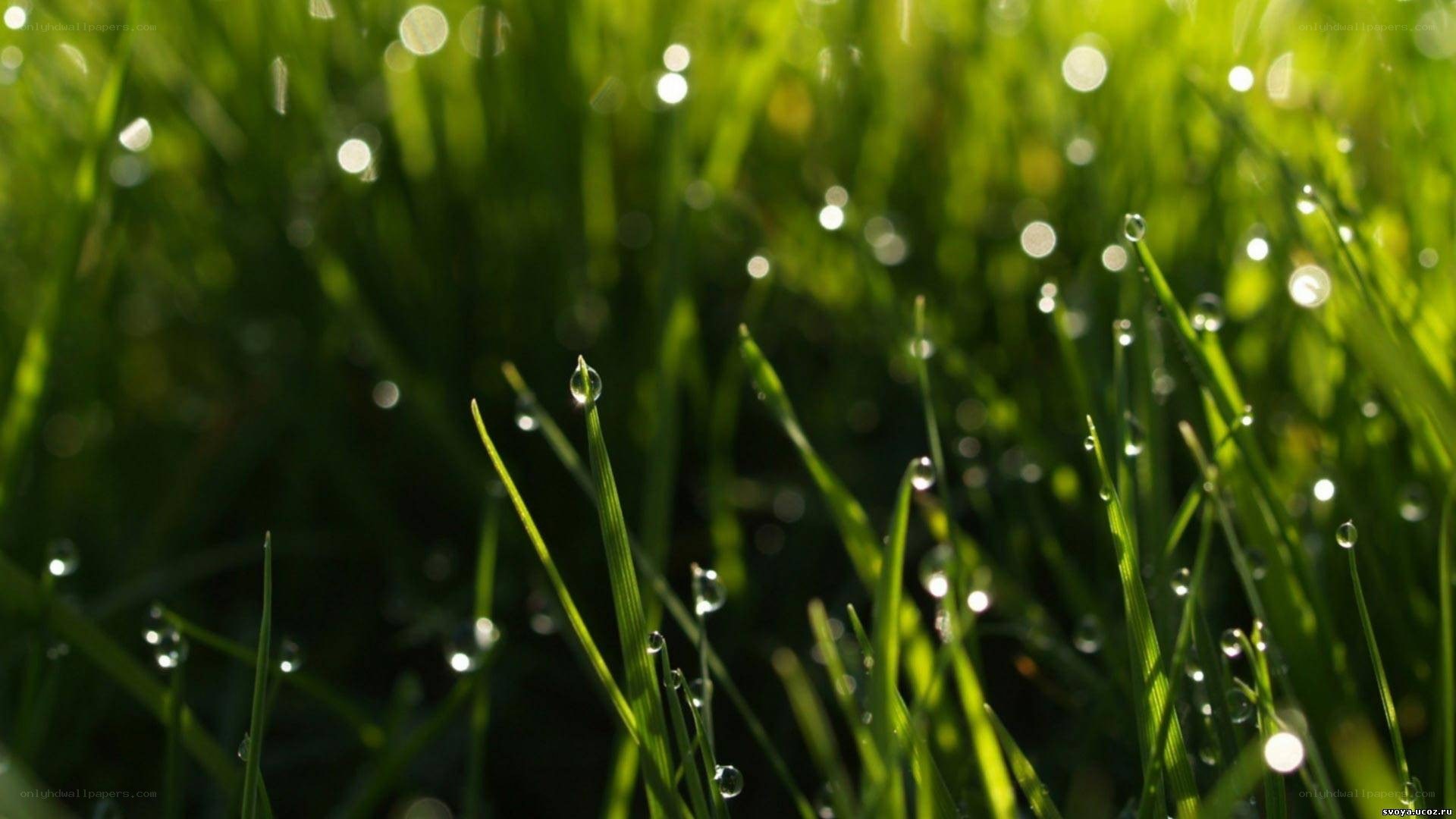 Dew drops on green grass