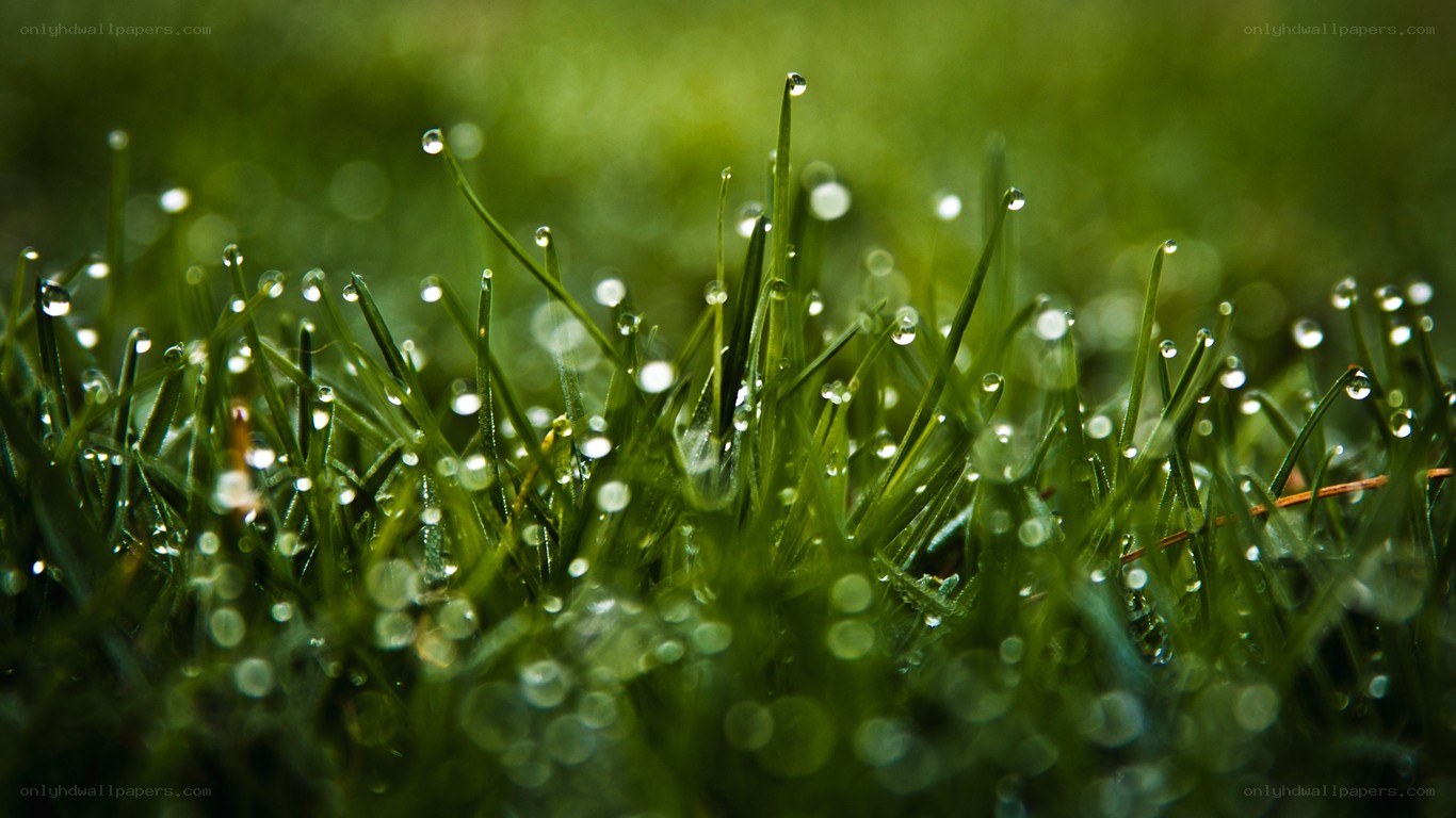 Dew drops on green grass