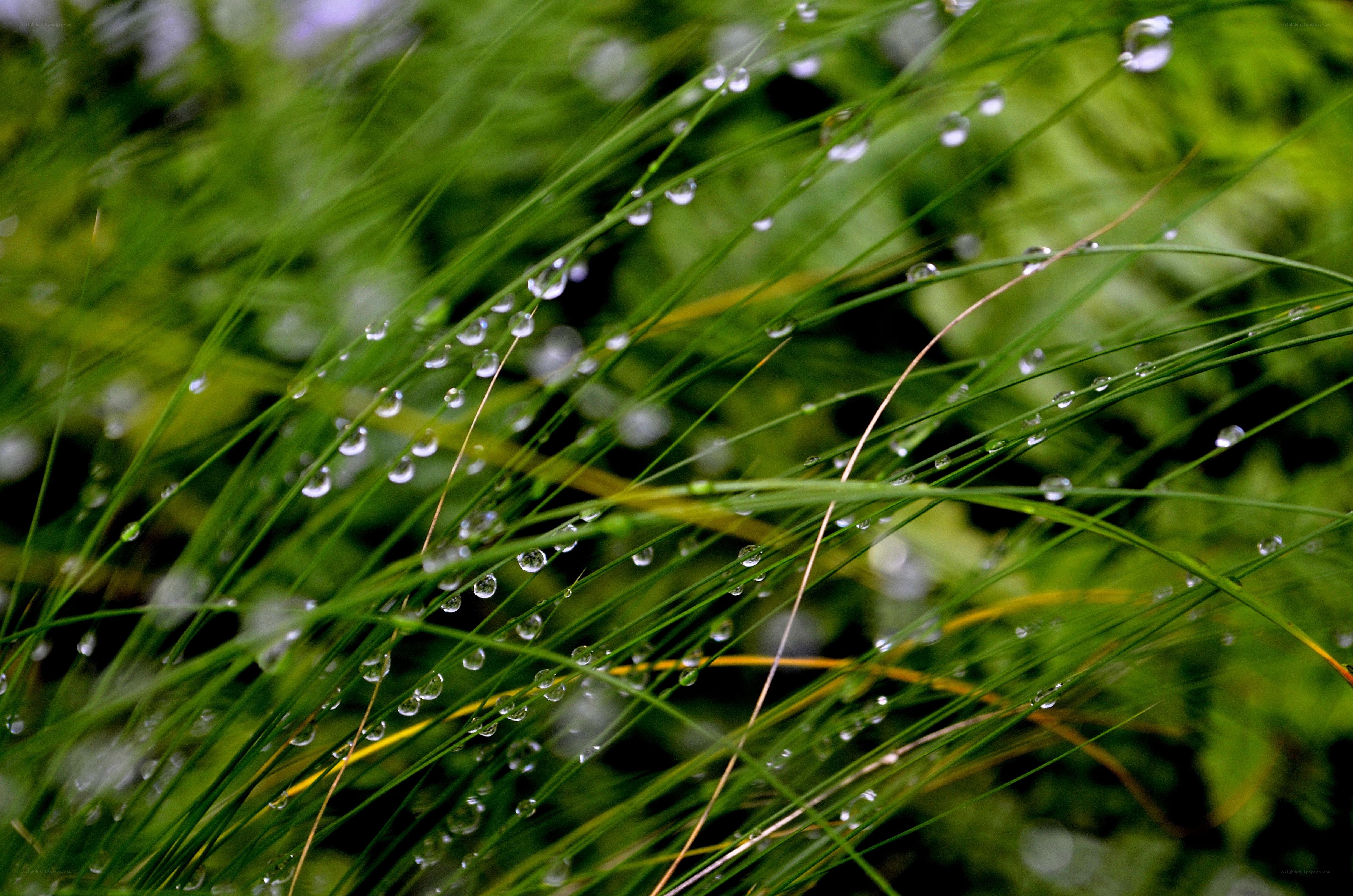 Dew drops on green grass