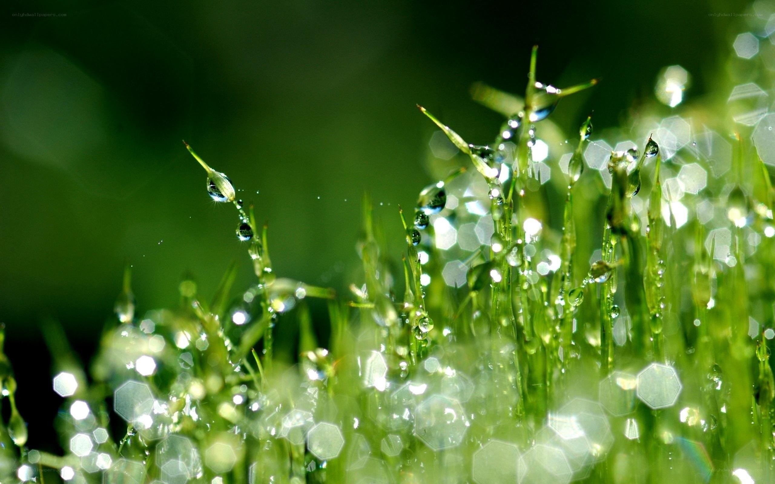 Dew drops on green grass