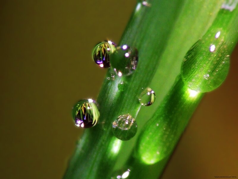 Dew drops on green grass
