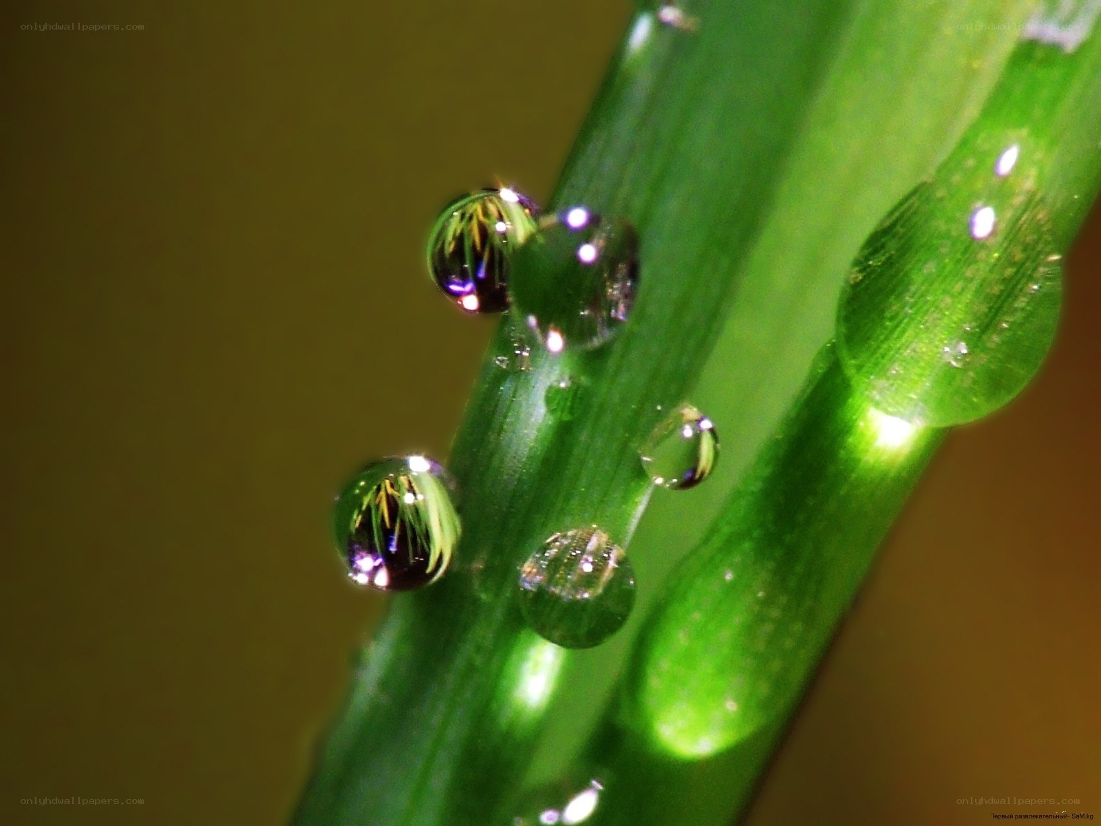 Dew drops on green grass