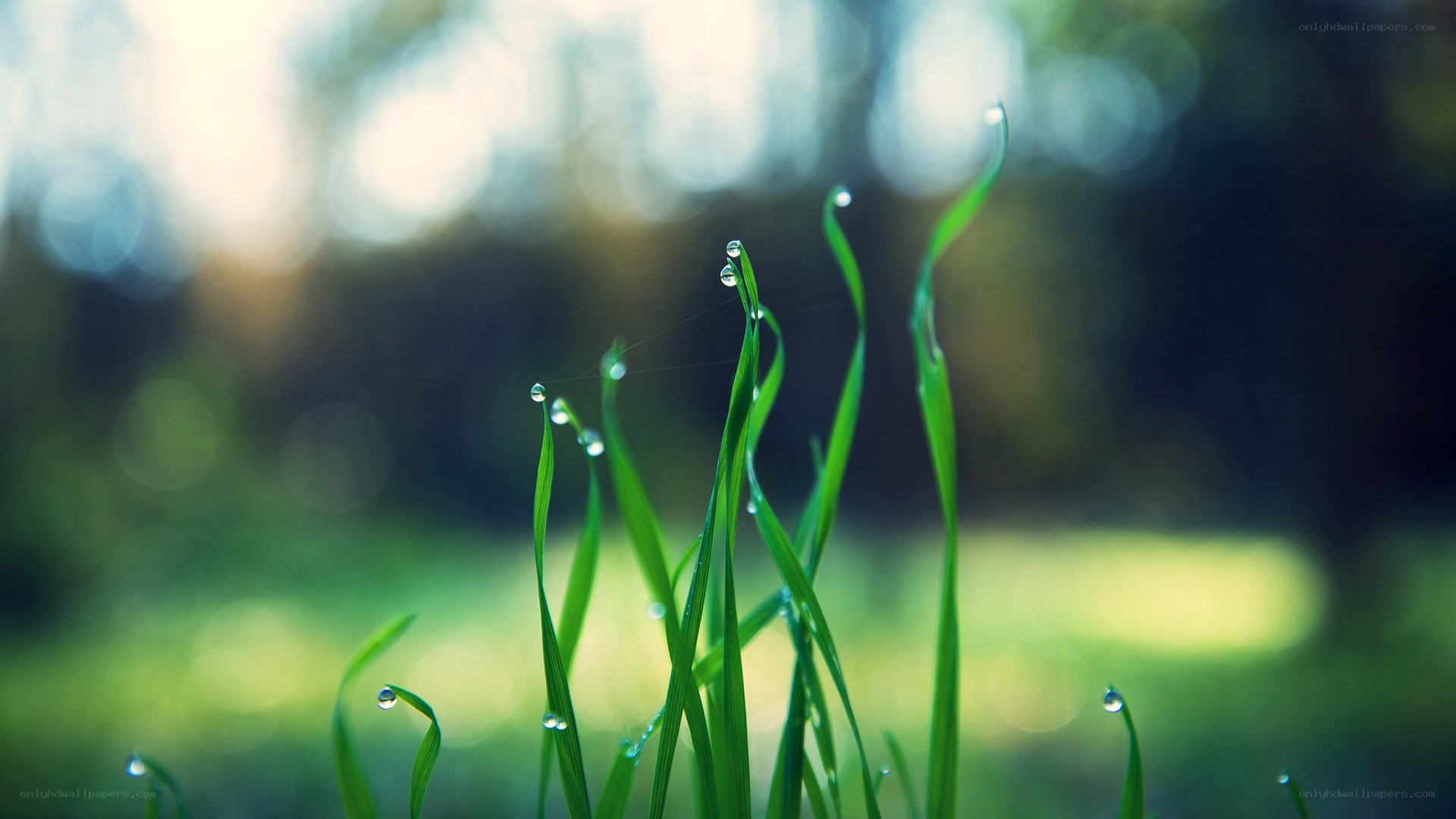 Dew drops on green grass