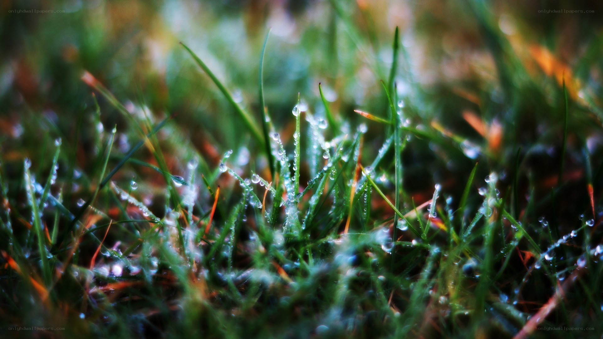Dew drops on green grass