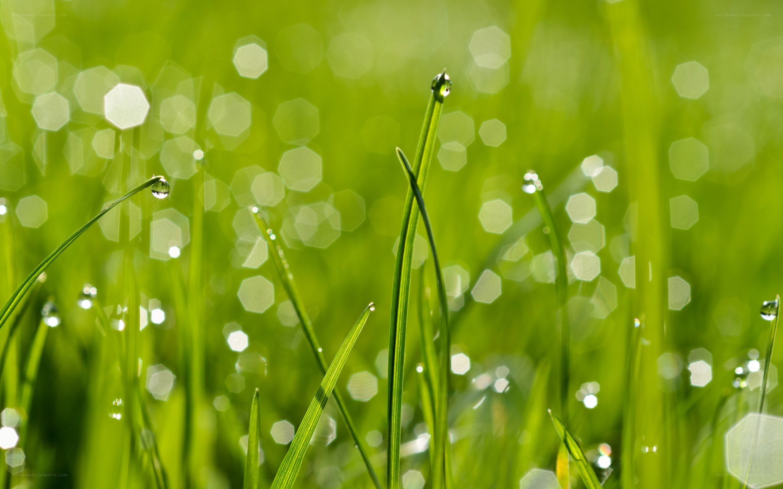 Dew drops on green grass