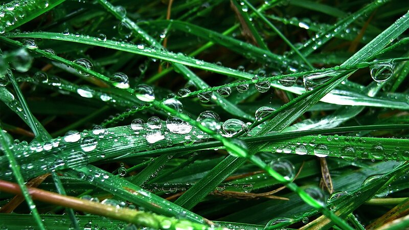 Dew drops on green grass