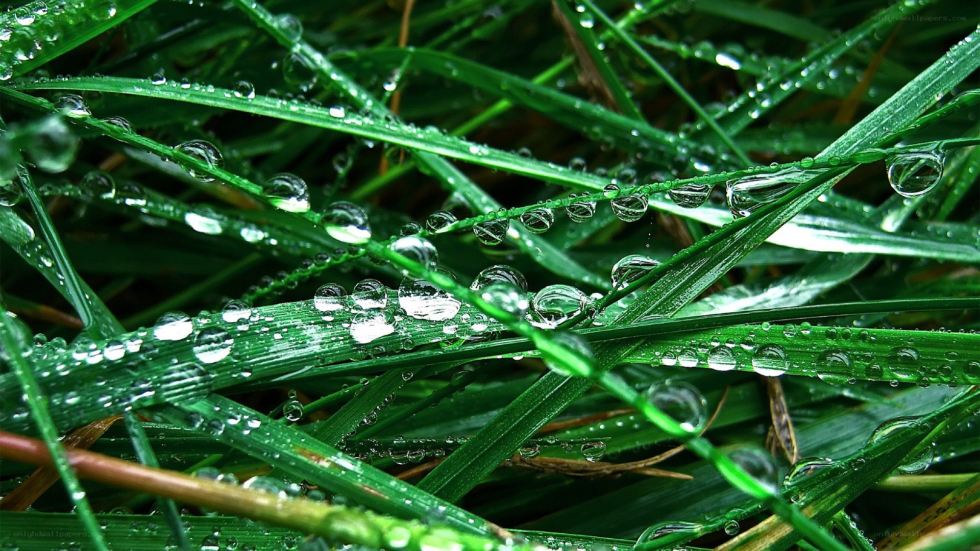 Dew drops on green grass