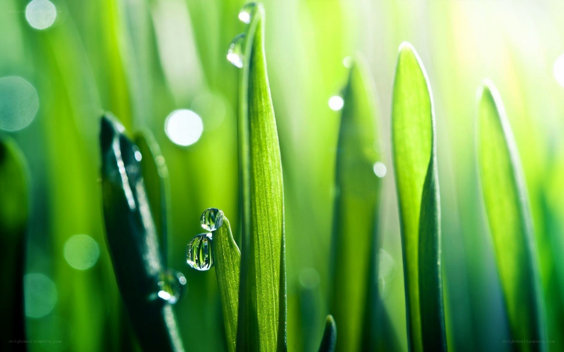 Dew drops on green grass
