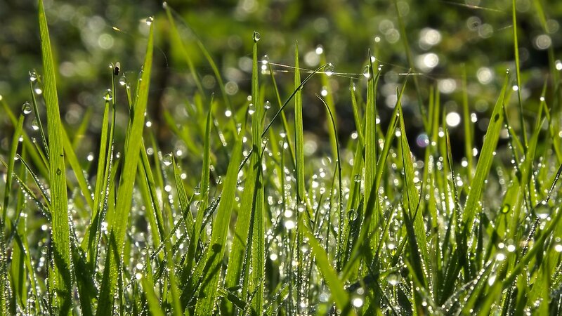 Dew drops on green grass