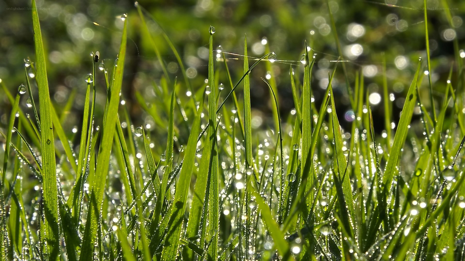 Dew drops on green grass