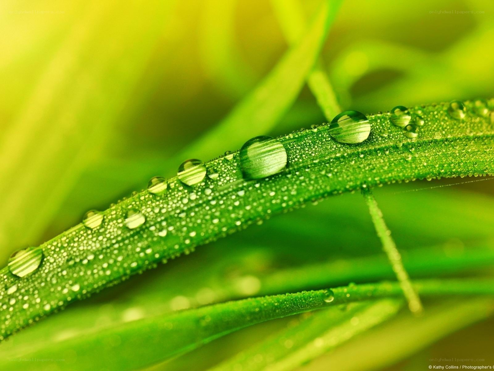 Dew drops on green grass