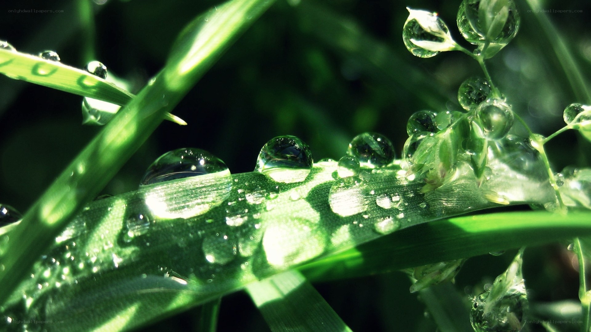 Dew drops on green grass