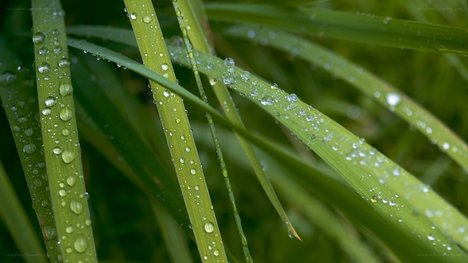 Dew drops on green grass