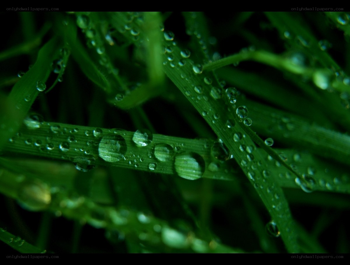 Dew drops on green grass