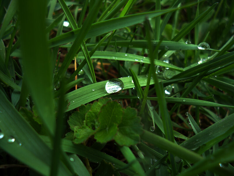 Dew drops on green grass
