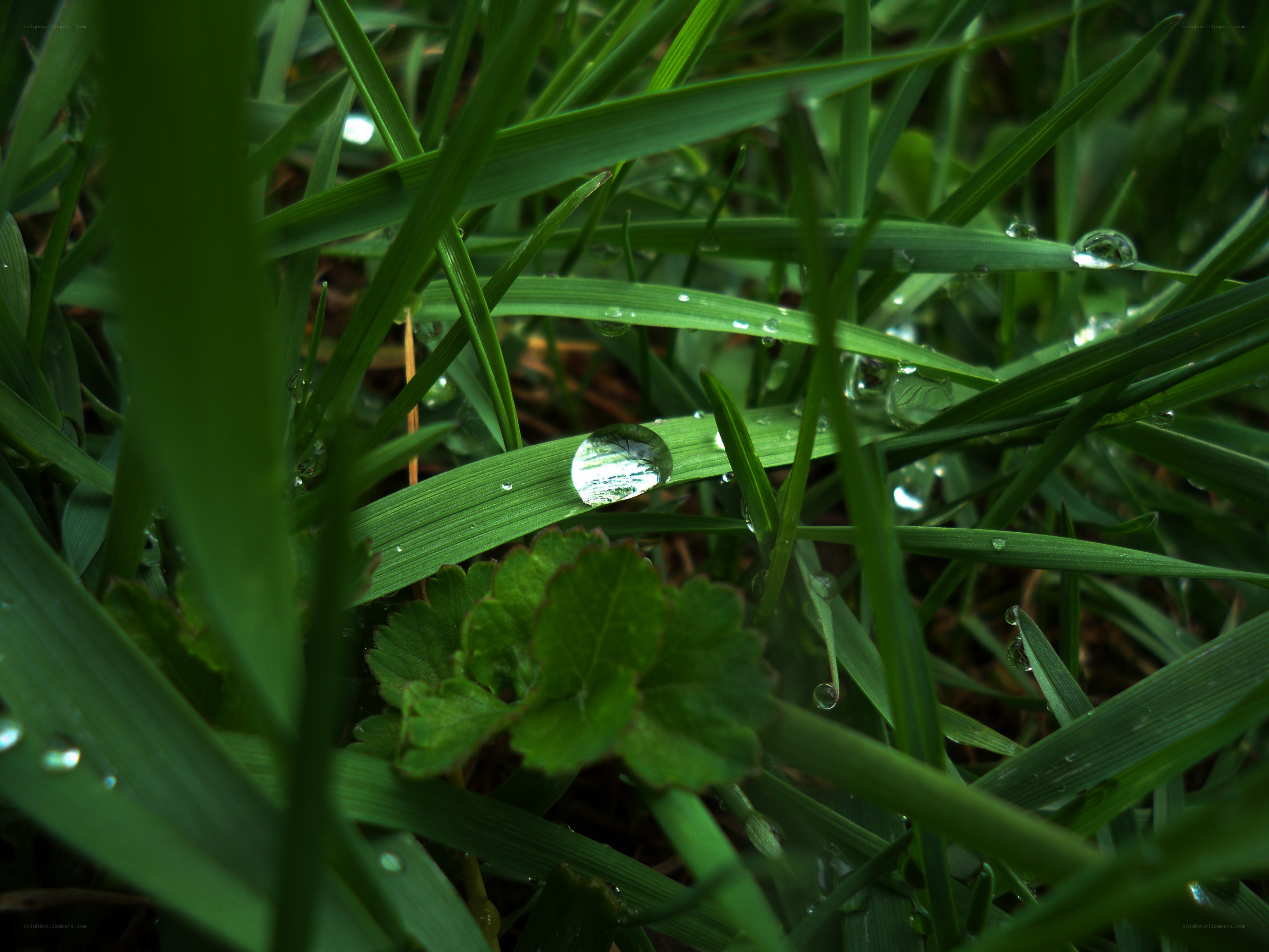 Dew drops on green grass