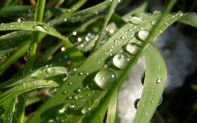 Dew drops on green grass