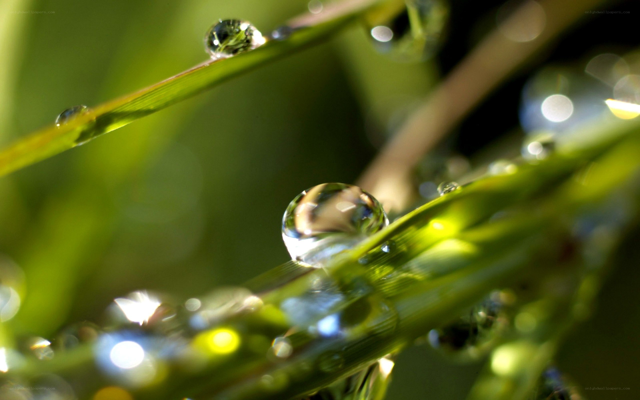 Dew drops on green grass