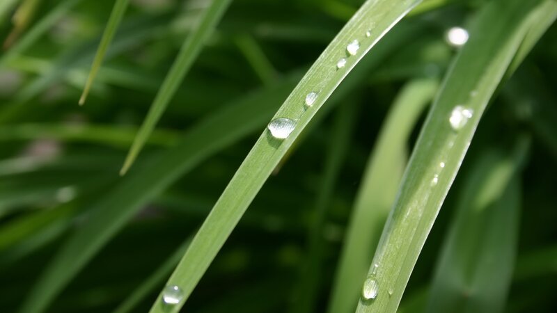 Dew drops on green grass