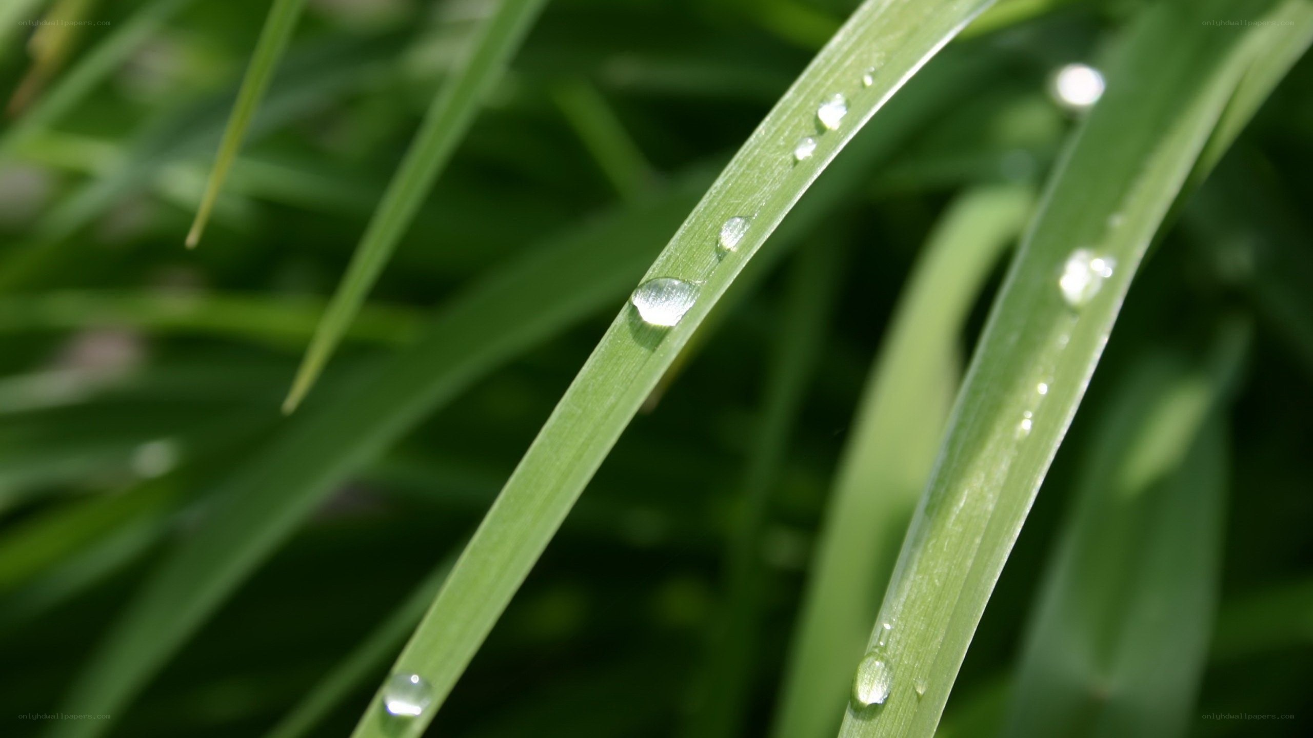 Dew drops on green grass