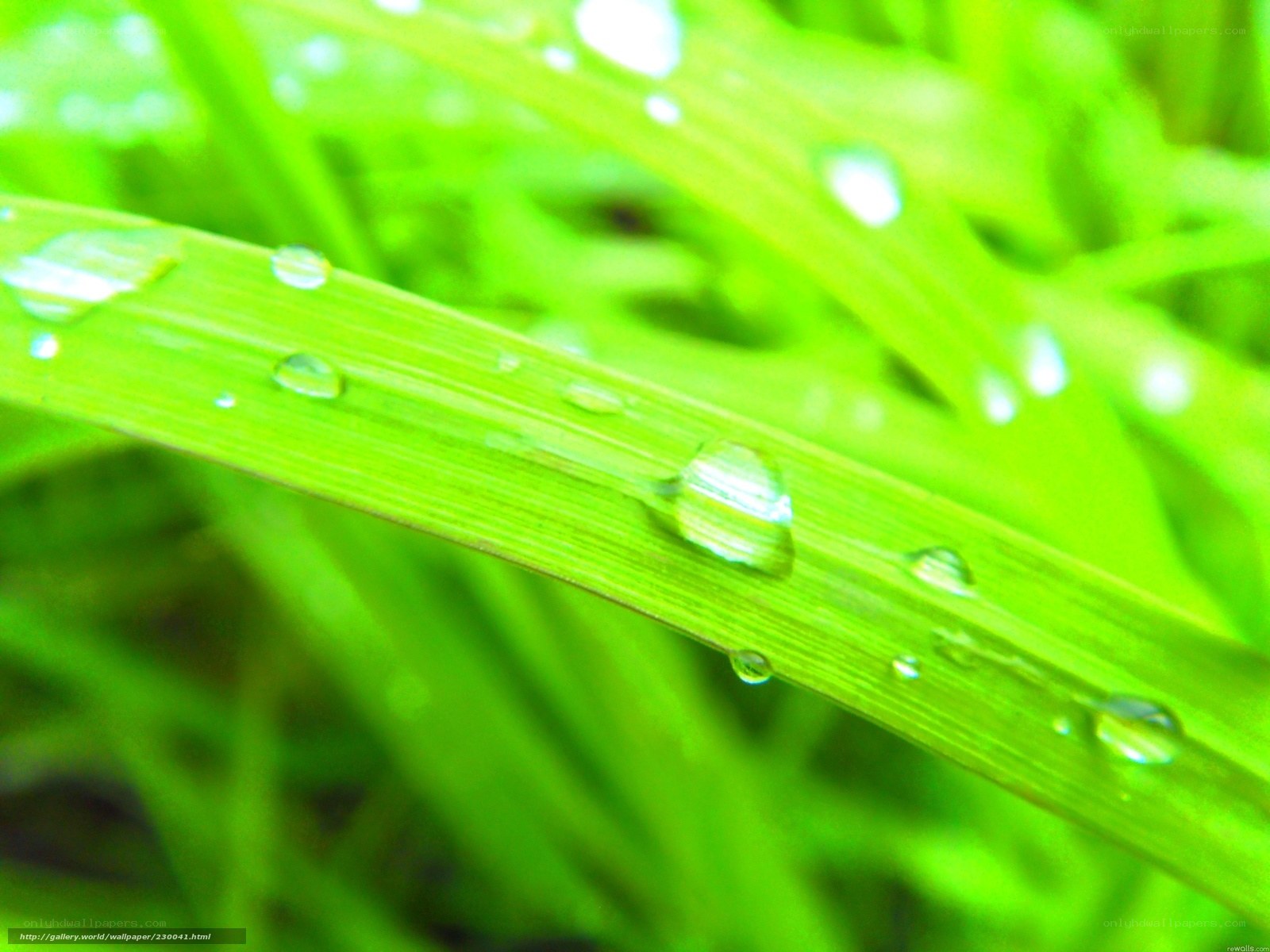 Dew drops on green grass