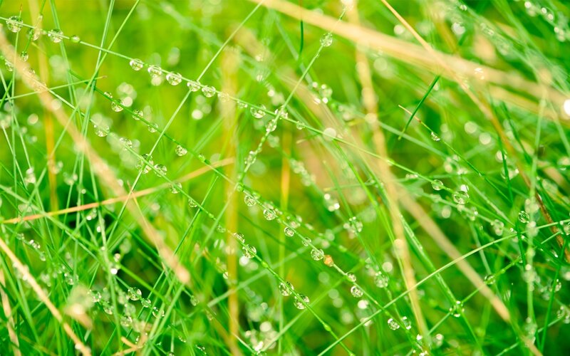 Dew drops on green grass