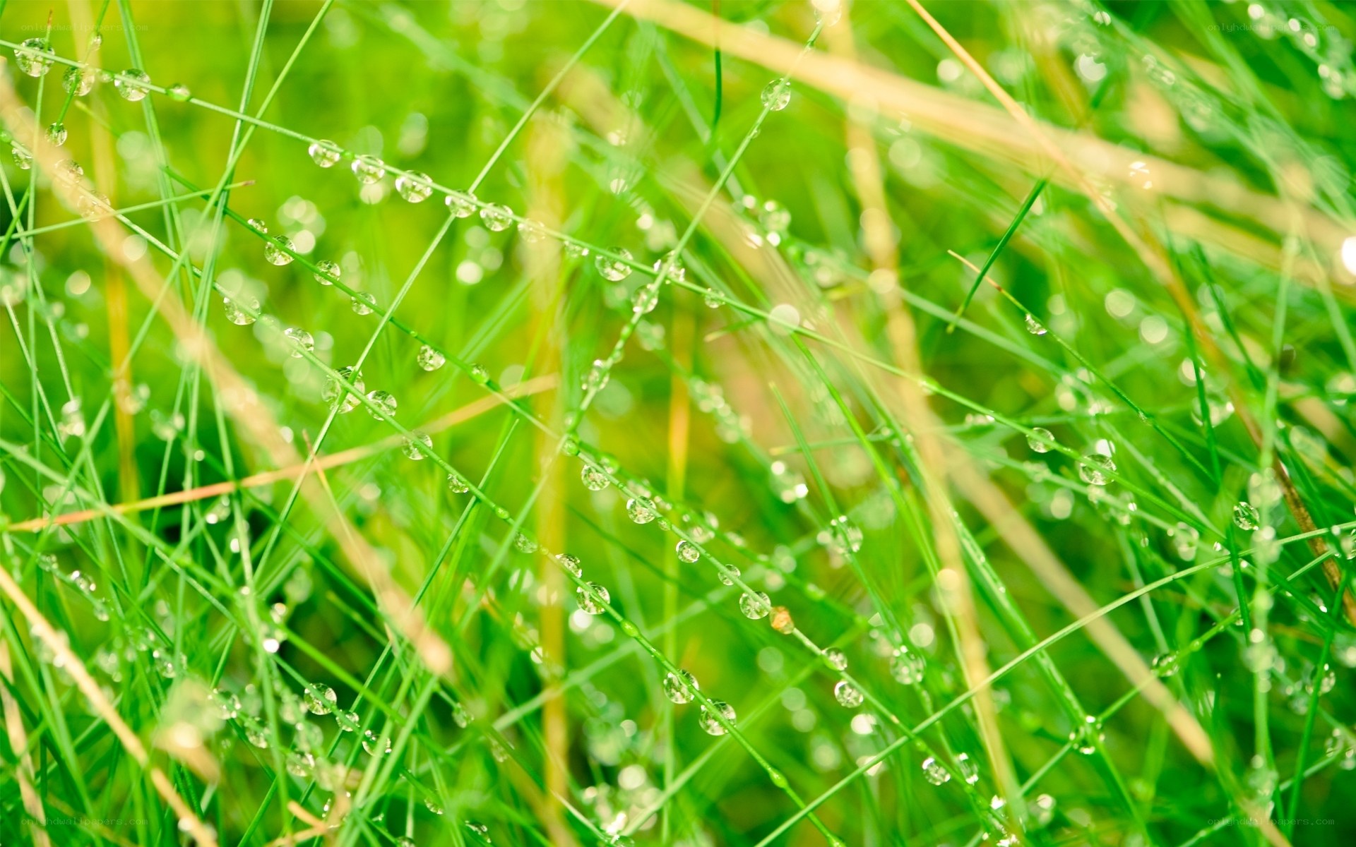 Dew drops on green grass