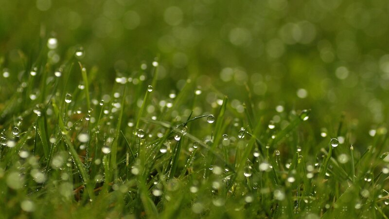 Dew drops on green grass