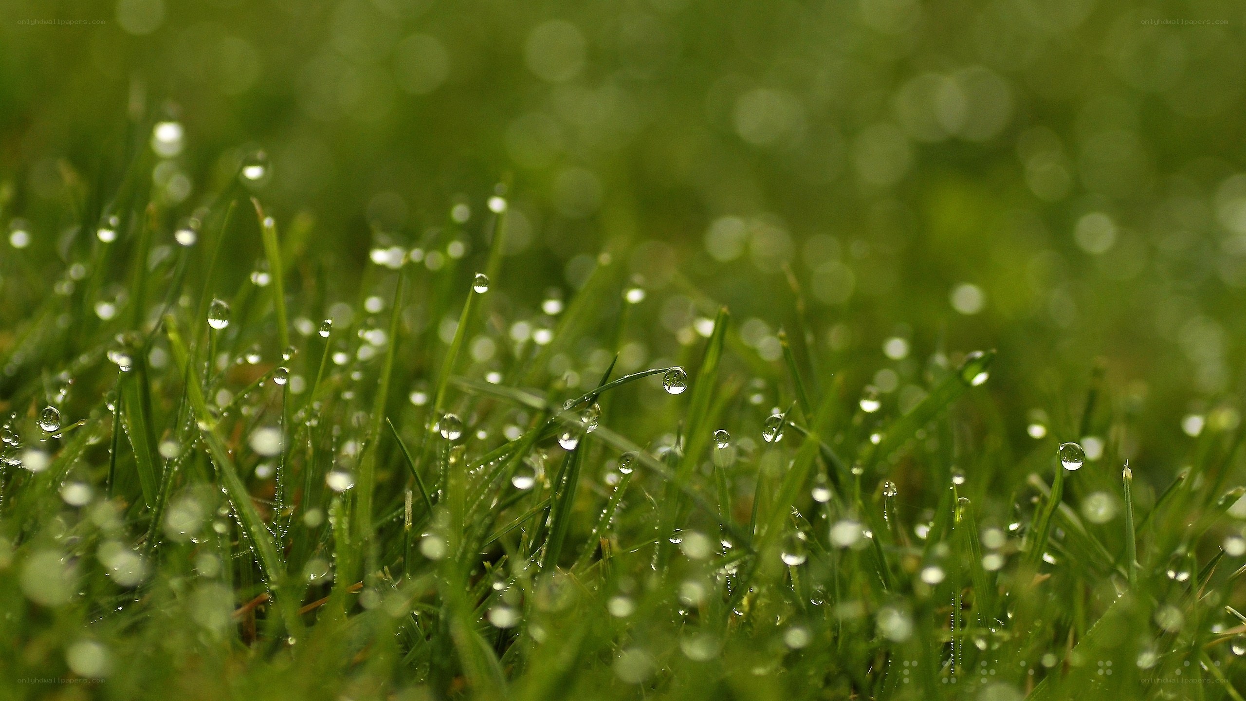 Dew drops on green grass