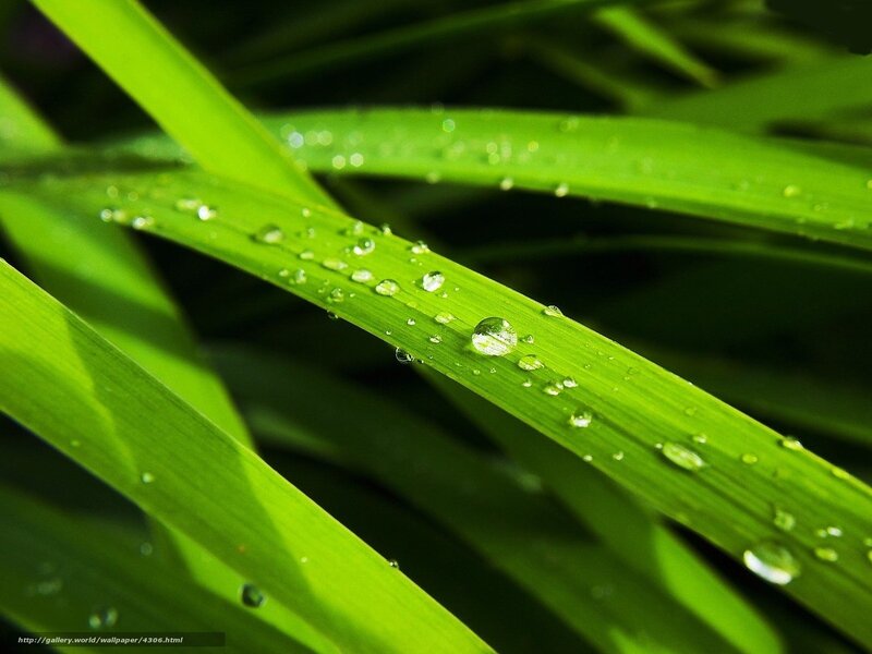 Dew drops on green grass