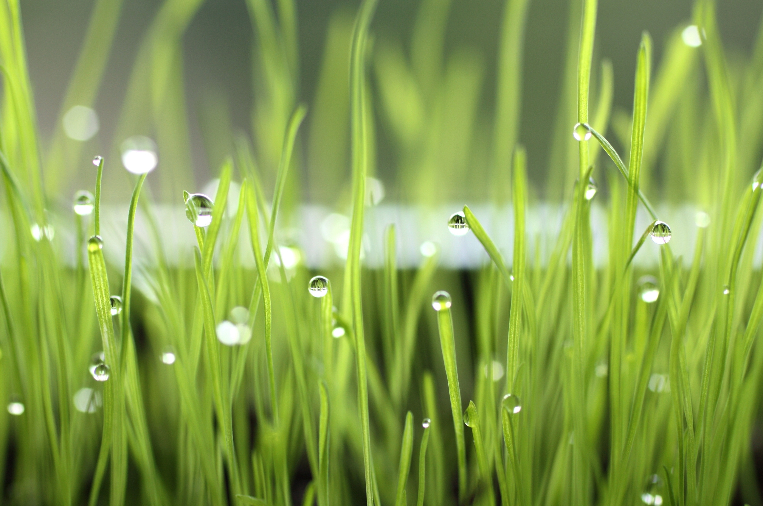 Dew drops on green grass