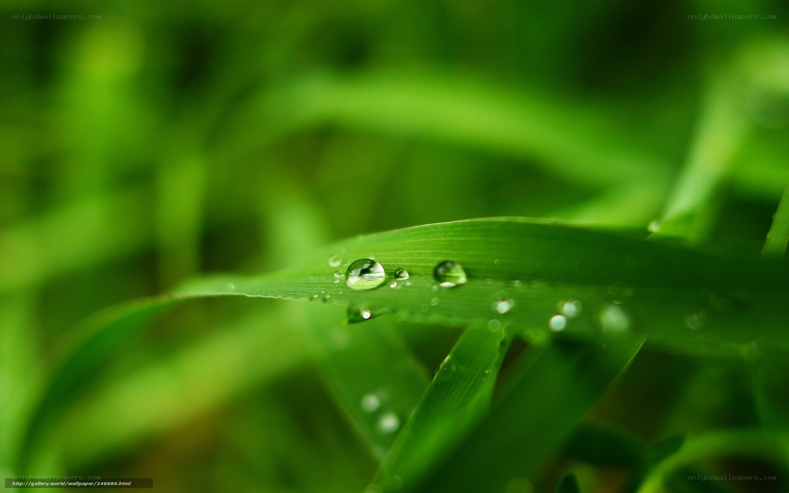 Dew drops on green grass