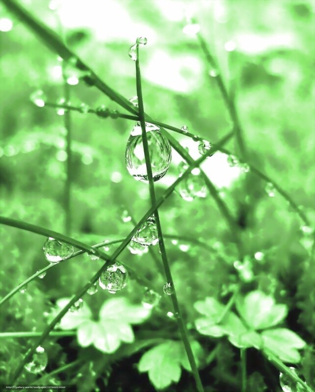 Dew drops on green grass