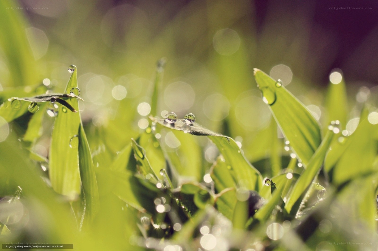 Dew drops on green grass