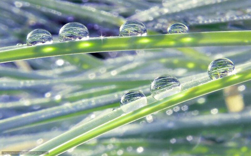 Dew drops on green grass